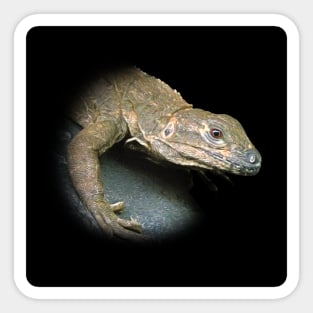 Iguana Sticker